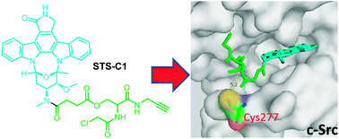 Graphical abstract: A tuned affinity-based staurosporine probe for in situ profiling of protein kinases