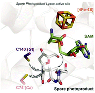 Graphical abstract: Rescuing DNA repair activity by rewiring the H-atom transfer pathway in the radical SAM enzyme, spore photoproduct lyase