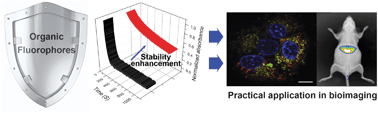 Graphical abstract: Stability enhancement of fluorophores for lighting up practical application in bioimaging