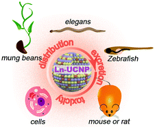 Graphical abstract: The biosafety of lanthanide upconversion nanomaterials