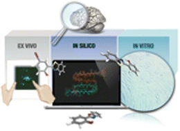 Graphical abstract: Thioflavin-based molecular probes for application in Alzheimer's disease: from in silico to in vitro models