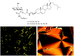 Graphical abstract: Self-organizing behaviour of glycosteroidal bolaphiles: insights into lipidic microsegregation