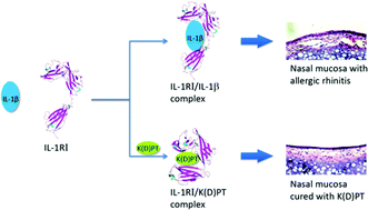 Graphical abstract: Molecular mechanism of action of K(D)PT as an IL-1RI antagonist for the treatment of rhinitis