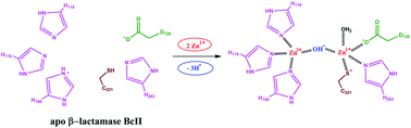 Graphical abstract: pH and basicity of ligands control the binding of metal-ions to B. cereus B1 β-lactamase