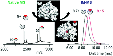 Graphical abstract: Ion mobility coupled to native mass spectrometry as a relevant tool to investigate extremely small ligand-induced conformational changes