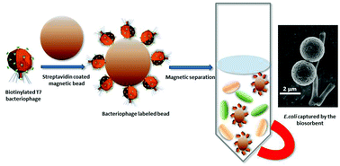 Graphical abstract: Development of a novel bacteriophage based biomagnetic separation method as an aid for sensitive detection of viable Escherichia coli