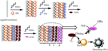 Graphical abstract: Highly-sensitive organophosphorus pesticide biosensors based on CdTe quantum dots and bi-enzyme immobilized eggshell membranes