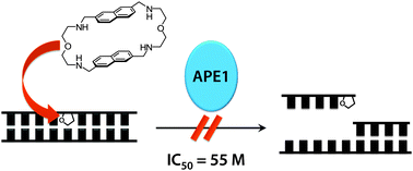 Graphical abstract: Efficient inhibition of human AP endonuclease 1 (APE1) via substrate masking by abasic site-binding macrocyclic ligands