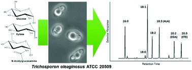 Graphical abstract: Genetic engineering and production of modified fatty acids by the non-conventional oleaginous yeast Trichosporon oleaginosus ATCC 20509