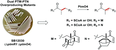 Graphical abstract: A genetically amenable platensimycin- and platencin-overproducer as a platform for biosynthetic explorations: a showcase of PtmO4, a long-chain acyl-CoA dehydrogenase