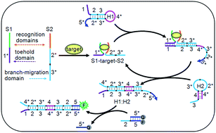 Graphical abstract: Target-driven DNA association to initiate cyclic assembly of hairpins for biosensing and logic gate operation