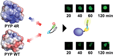 Graphical abstract: Design of a protein tag and fluorogenic probe with modular structure for live-cell imaging of intracellular proteins