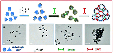 Graphical abstract: Lysine and dithiothreitol promoted ultrasensitive optical and colorimetric detection of mercury using anisotropic gold nanoparticles