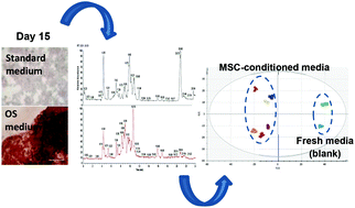 Graphical abstract: Non-destructive characterisation of mesenchymal stem cell differentiation using LC-MS-based metabolite footprinting