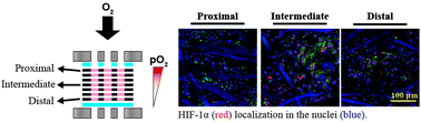 Graphical abstract: Oxygen as a chemoattractant: confirming cellular hypoxia in paper-based invasion assays