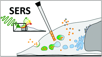 Graphical abstract: Nanoparticles and intracellular applications of surface-enhanced Raman spectroscopy