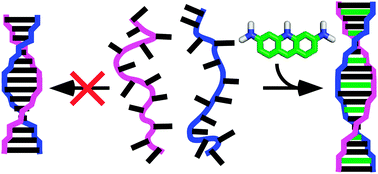 Graphical abstract: Small molecule-mediated duplex formation of nucleic acids with ‘incompatible’ backbones