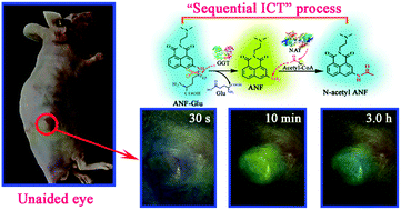 Graphical abstract: Cancer cell-targeted two-photon fluorescence probe for the real-time ratiometric imaging of DNA damage