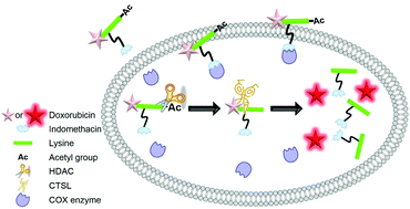 Graphical abstract: Indomethacin-guided cancer selective prodrug conjugate activated by histone deacetylase and tumour-associated protease