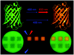 Graphical abstract: Green-to-red primed conversion of Dendra2 using blue and red lasers