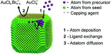 Graphical abstract: The effect of surface capping on the diffusion of adatoms in the synthesis of Pd@Au core–shell nanocrystals