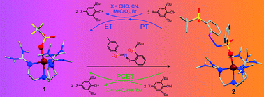 Graphical abstract: A cobalt(ii) iminoiodane complex and its scandium adduct: mechanistic promiscuity in hydrogen atom abstraction reactions