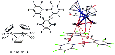 Graphical abstract: Supramolecular adducts based on weak interactions between the trimeric Lewis acid complex (perfluoro-ortho-phenylene)mercury and polypnictogen complexes