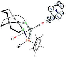 Graphical abstract: Complexes of MN2S2·Fe(η5-C5R5)(CO) as platform for exploring cooperative heterobimetallic effects in HER electrocatalysis