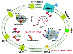 Graphical abstract: Defining potential roles of Pb2+ in neurotoxicity from a calciomics approach