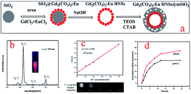Graphical abstract: Mesoporous silica coated Gd2(CO3)3:Eu hollow nanospheres for simultaneous cell imaging and drug delivery