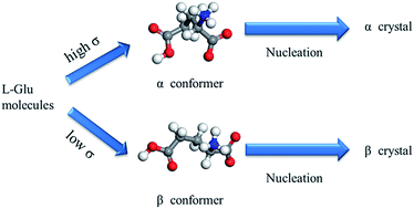 Graphical abstract: Supersaturation-dependent polymorphic outcome and transformation rate of l-glutamic acid