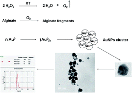 Graphical abstract: Green-assisted tool for nanogold synthesis based on alginate as a biological macromolecule