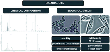 Graphical abstract: Biological effects of various chemically characterized essential oils: investigation of the mode of action against Candida albicans and HeLa cells
