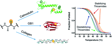 Graphical abstract: The effects of thioamide backbone substitution on protein stability: a study in α-helical, β-sheet, and polyproline II helical contexts