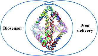 Graphical abstract: DNA tetrahedron nanostructures for biological applications: biosensors and drug delivery