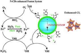 Graphical abstract: Redox cycling of iron by carbon dot enhanced chemiluminescence: mechanism of electron–hole induction in carbon dot