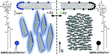 Graphical abstract: Molecular engineering of lanthanide ion chelating phospholipids generating assemblies with a switched magnetic susceptibility