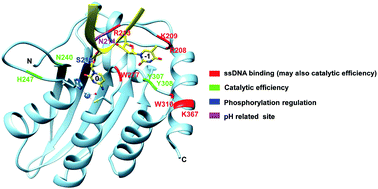 Graphical abstract: Influence of the DNA sequence/length and pH on deaminase activity, as well as the roles of the amino acid residues around the catalytic center of APOBEC3F