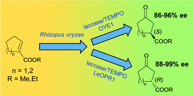Graphical abstract: Biocatalytic synthesis of chiral cyclic γ-oxoesters by sequential C–H hydroxylation, alcohol oxidation and alkene reduction