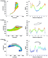 Graphical abstract: Elemental mapping of Mg/Ca intensity ratios in marine mollusc shells using laser-induced breakdown spectroscopy