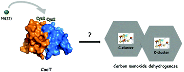 Graphical abstract: The CO dehydrogenase accessory protein CooT is a novel nickel-binding protein