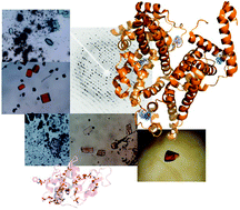 Graphical abstract: Principles and methods used to grow and optimize crystals of protein–metallodrug adducts, to determine metal binding sites and to assign metal ligands