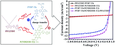 Graphical abstract: Dual Förster resonance energy transfer and morphology control to boost the power conversion efficiency of all-polymer OPVs