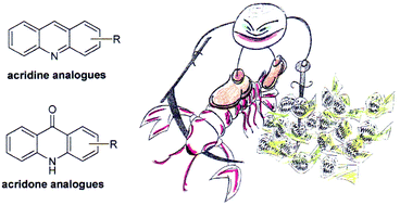 Graphical abstract: Recent developments in the synthesis and biological activity of acridine/acridone analogues