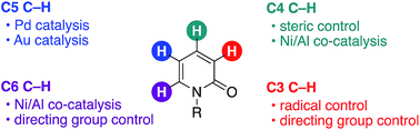 Graphical abstract: A lesson for site-selective C–H functionalization on 2-pyridones: radical, organometallic, directing group and steric controls