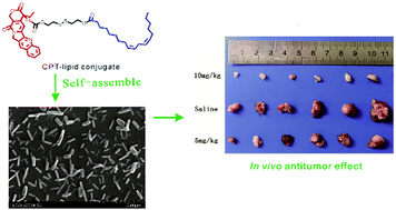 Graphical abstract: Carbonate esters turn camptothecin-unsaturated fatty acid prodrugs into nanomedicines for cancer therapy