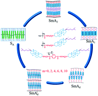 Graphical abstract: Self-organization of cholesterol-side-chain liquid crystalline polymers by tailoring the main chain structure and flexible spacer length