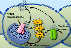 Graphical abstract: Graphene and graphene oxide induce ROS production in human HaCaT skin keratinocytes: the role of xanthine oxidase and NADH dehydrogenase