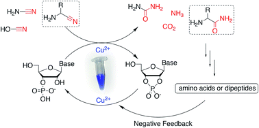 Graphical abstract: Tuning the reactivity of nitriles using Cu(ii) catalysis – potentially prebiotic activation of nucleotides