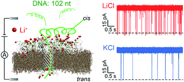 Graphical abstract: A lithium-ion-active aerolysin nanopore for effectively trapping long single-stranded DNA